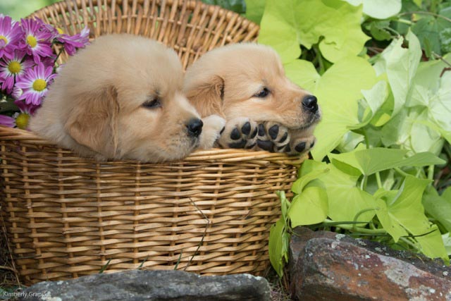 Tangleloft Golden Retriever puppies