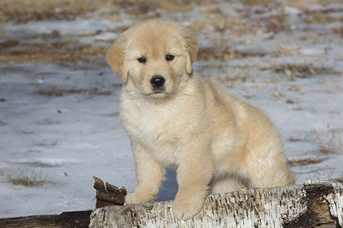 roxy puppy